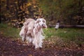 Dog, beautiful Afghan hound, running along Royalty Free Stock Photo